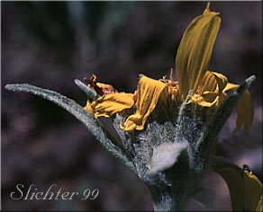 Involucre of Mountain Mule's Ears, Rough Dwarf Sunflower, Woolly Dwarf Mule's Ears, Woolly Mule's Ears