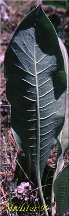 Leaf of Mountain Mule's Ears, Rough Dwarf Sunflower, Woolly Dwarf Mule's Ears, Woolly Mule's Ears