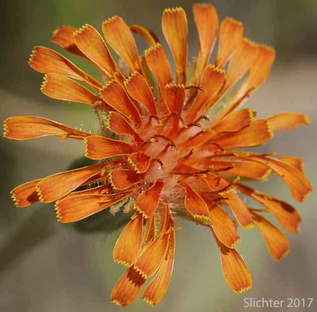 Flower head of Orange Agoseris, Slender Agoseris: Agoseris aurantiaca var. aurantiaca (Synonyms: Agoseris aurantiaca ssp. aurantiaca, Agoseris graminifolia, Agoseris rostrata, Troximon aurantiacum)