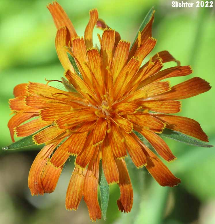 Orange Agoseris, Slender Agoseris: Agoseris aurantiaca var. aurantiaca (Synonyms: Agoseris aurantiaca ssp. aurantiaca, Agoseris graminifolia, Agoseris rostrata, Troximon aurantiacum)