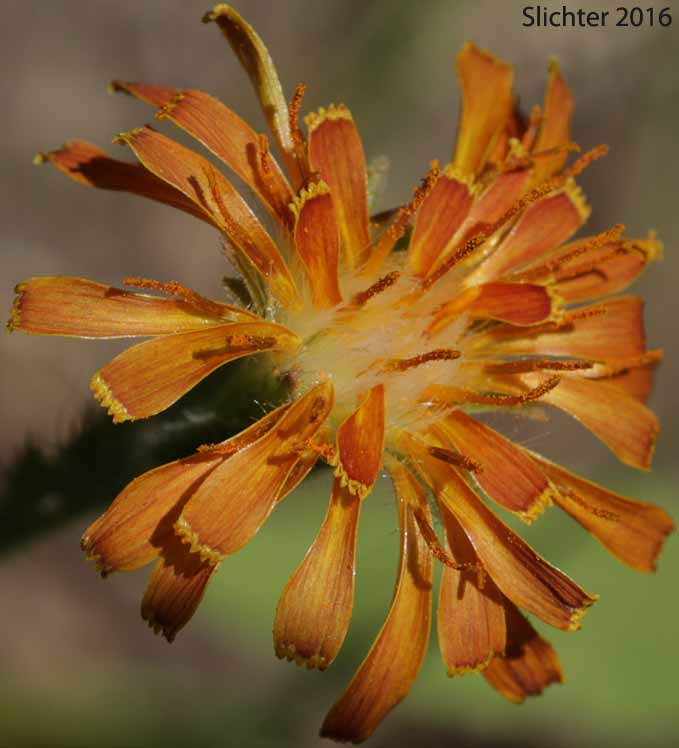 Flower head of Orange Agoseris, Slender Agoseris: Agoseris aurantiaca var. aurantiaca (Synonyms: Agoseris aurantiaca ssp. aurantiaca, Agoseris graminifolia, Agoseris rostrata, Troximon aurantiacum)