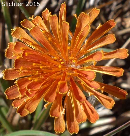 Orange Agoseris, Slender Agoseris: Agoseris aurantiaca var. aurantiaca (Synonyms: Agoseris aurantiaca ssp. aurantiaca, Agoseris graminifolia, Agoseris rostrata, Troximon aurantiacum)