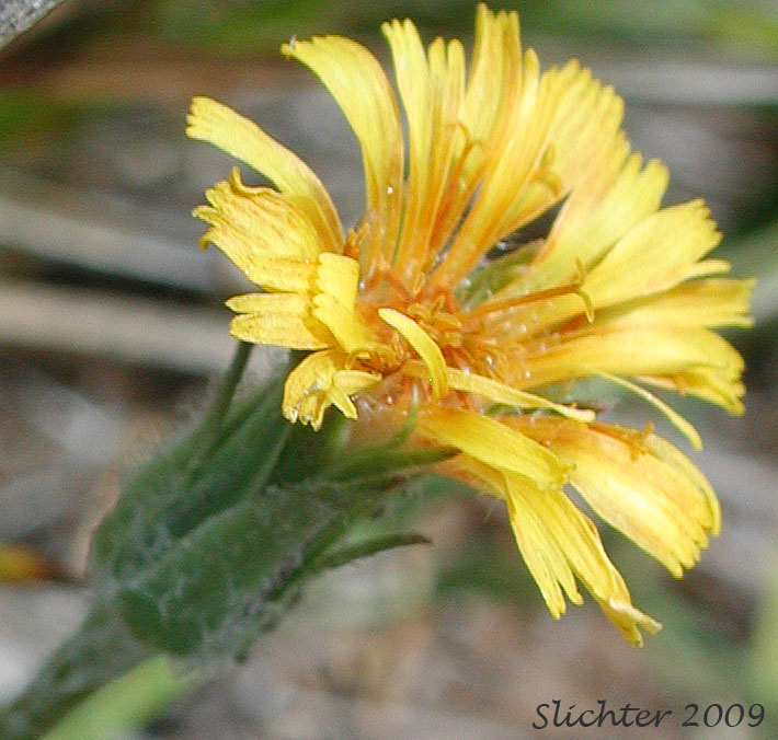 Flower head of Orange Agoseris: Agoseris aurantiaca var. aurantiaca (Synonyms: Agoseris graminifolia, Agoseris rostrata, Troximon aurantiacum)