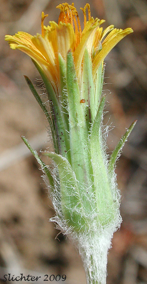 Involucral bracts of Orange Agoseris, Slender Agoseris: Agoseris aurantiaca var. aurantiaca (Synonyms: Agoseris aurantiaca ssp. aurantiaca, Agoseris graminifolia, Agoseris rostrata, Troximon aurantiacum)