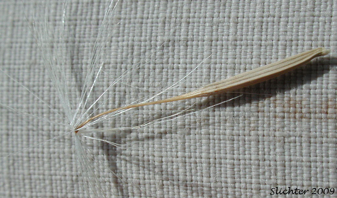 Achene and beak of Orange Agoseris, Slender Agoseris: Agoseris aurantiaca var. aurantiaca (Synonyms: Agoseris aurantiaca ssp. aurantiaca, Agoseris graminifolia, Agoseris rostrata, Troximon aurantiacum)