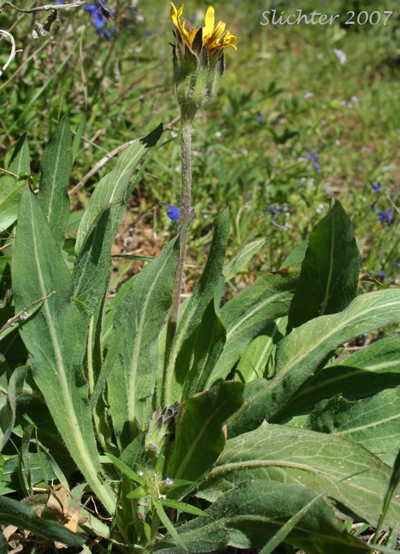 Pale Agoseris, Short-beaked Agoseris: Agoseris glauca var. dasycephala (Synonyms: Agoseris glauca ssp. scorzonerifolia, Agoseris glauca var. asper, Agoseris glauca var. pumila, Agoseris scorzonerifolia, Troximon glaucum var. dasycephalum)