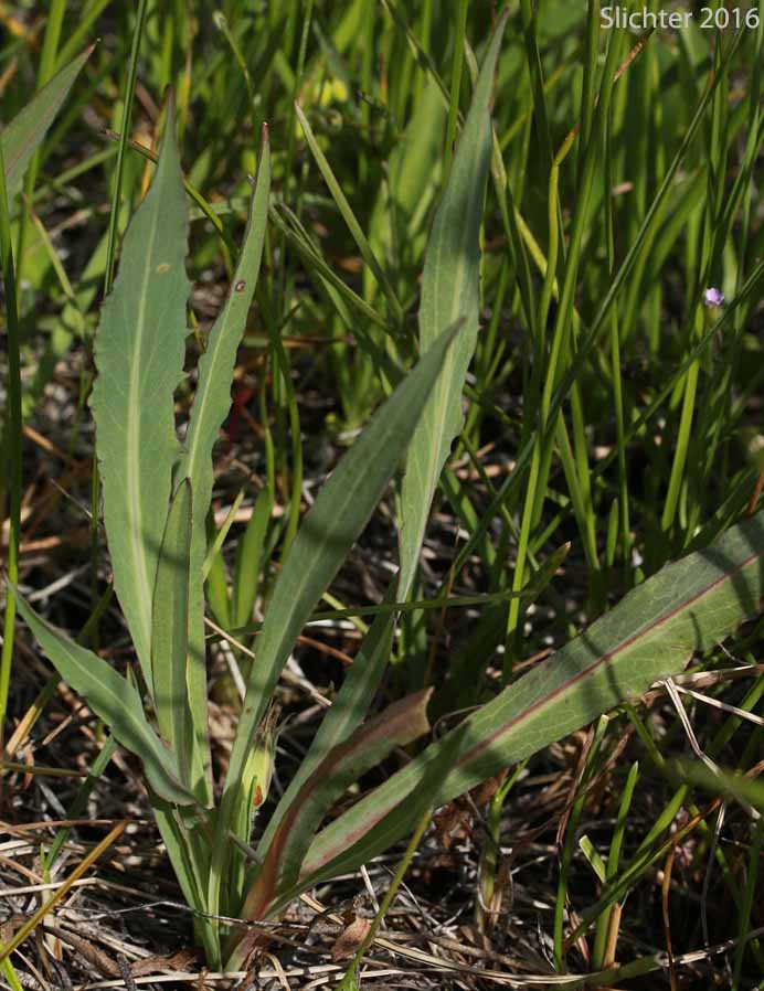 Pale Agoseris, Short-beaked Agoseris: Agoseris glauca var. glauca (Synonyms: Agoseris lacera, Agoseris lapathifolia, Agoseris longissima, Agoseris microdonta, Agoseris procera, Agoseris vicinalis, Agoseris turbinata, Troximon glaucum)