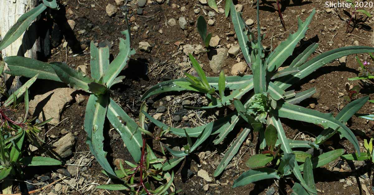 Basal leaves of Mountain Agoseris, Pale Agoseris, Sierra Nevada Agoseris: Agoseris monticola (Synonyms: Agoseris glauca var. aspera, Agoseris glauca var. monticola, Agoseris glauca, Agoseris glauca var. dasycephala)