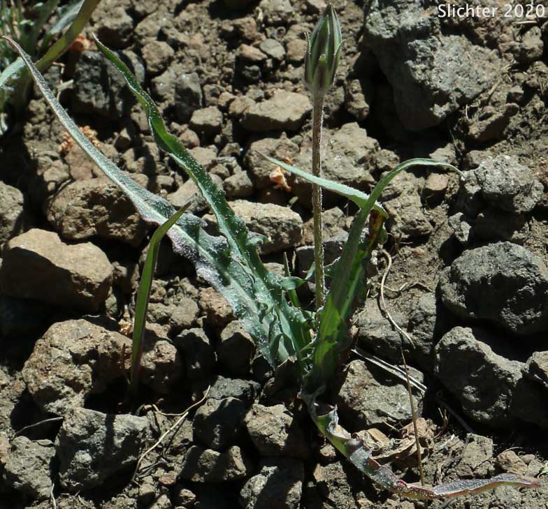 Mountain Agoseris, Pale Agoseris, Sierra Nevada Agoseris: Agoseris monticola (Synonyms: Agoseris glauca var. aspera, Agoseris glauca var. monticola, Agoseris glauca, Agoseris glauca var. dasycephala)