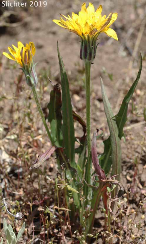Mountain Agoseris, Pale Agoseris, Sierra Nevada Agoseris: Agoseris monticola (Synonyms: Agoseris glauca var. aspera, Agoseris glauca var. monticola, Agoseris glauca, Agoseris glauca var. dasycephala)