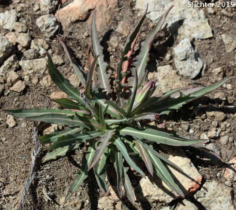 Mountain Agoseris, Pale Agoseris, Sierra Nevada Agoseris: Agoseris monticola (Synonyms: Agoseris glauca var. aspera, Agoseris glauca var. monticola, Agoseris glauca, Agoseris glauca var. dasycephala)