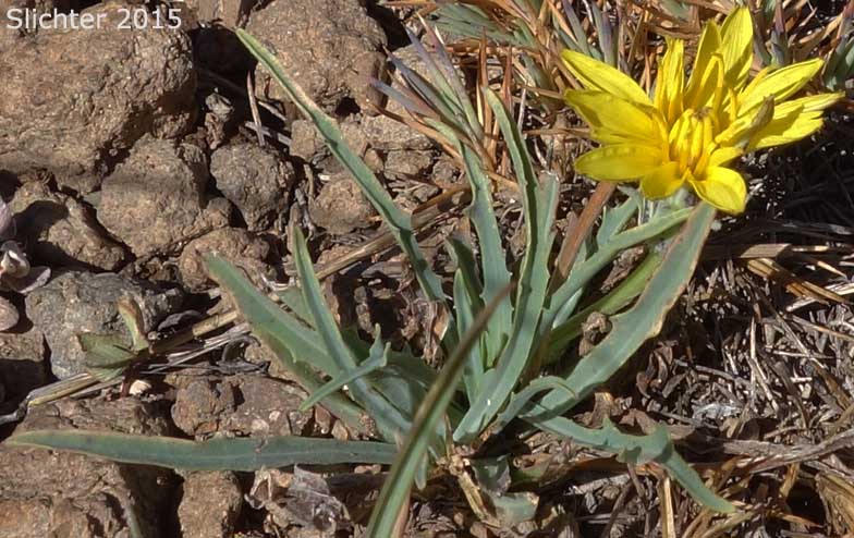 Mountain Agoseris, Pale Agoseris, Sierra Nevada Agoseris: Agoseris monticola (Synonyms: Agoseris glauca var. aspera, Agoseris glauca var. monticola, Agoseris glauca, Agoseris glauca var. dasycephala)