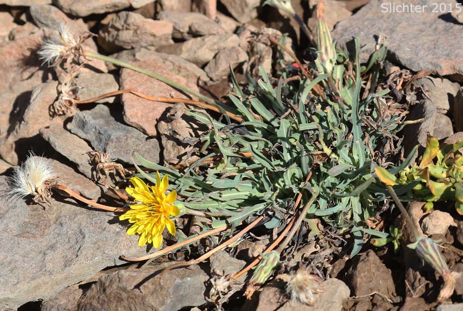 Mountain Agoseris, Pale Agoseris, Sierra Nevada Agoseris: Agoseris monticola (Synonyms: Agoseris glauca var. aspera, Agoseris glauca var. monticola, Agoseris glauca, Agoseris glauca var. dasycephala)