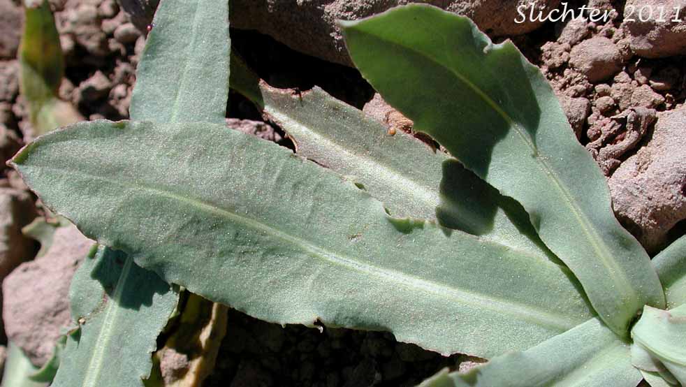 Basal leaves of Mountain Agoseris, Pale Agoseris: Agoseris monticola (Synonyms: Agoseris glauca, Agoseris glauca var. aspera, Agoseris glauca var. monticola)