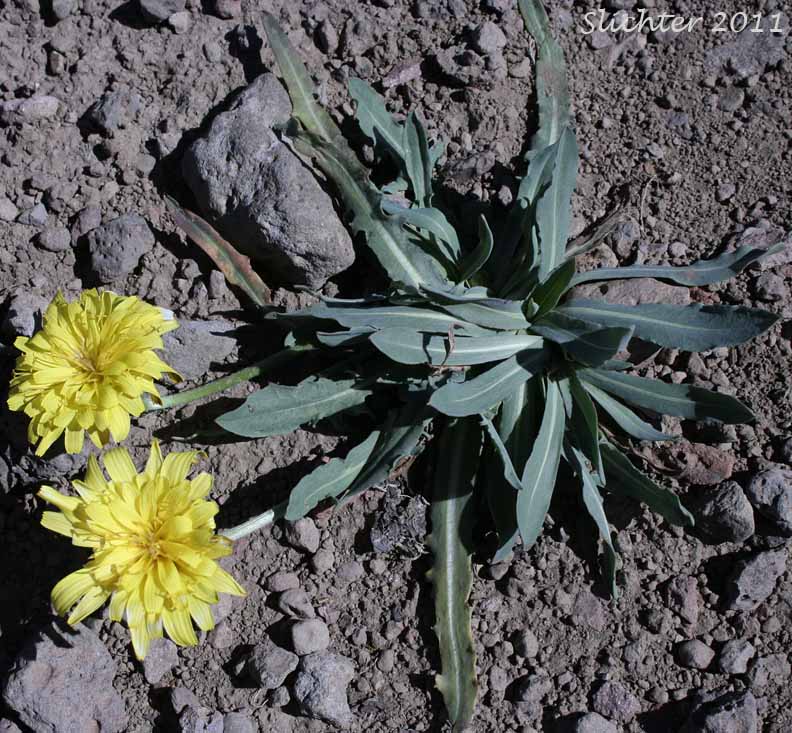 Mountain Agoseris, Pale Agoseris: Agoseris monticola (Synonyms: Agoseris glauca, Agoseris glauca var. aspera, Agoseris glauca var. monticola)