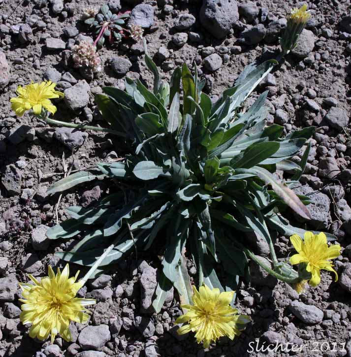Mountain Agoseris, Pale Agoseris: Agoseris monticola (Synonyms: Agoseris glauca, Agoseris glauca var. aspera, Agoseris glauca var. monticola)