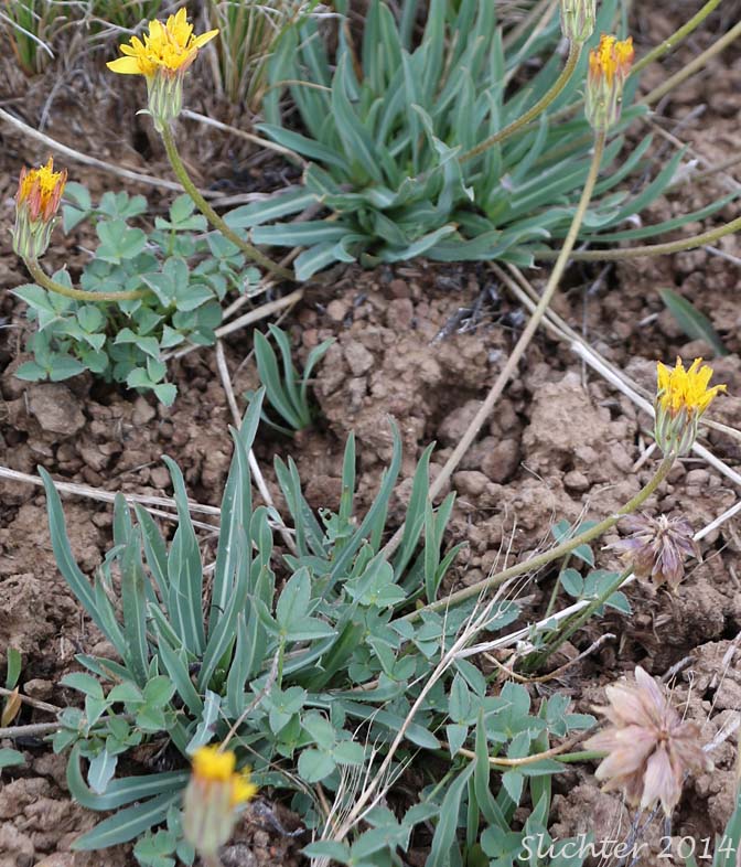 Mountain Agoseris, Pale Agoseris, Sierra Nevada Agoseris: Agoseris monticola (Synonyms: Agoseris glauca var. aspera, Agoseris glauca var. monticola, Agoseris glauca, Agoseris glauca var. dasycephala)