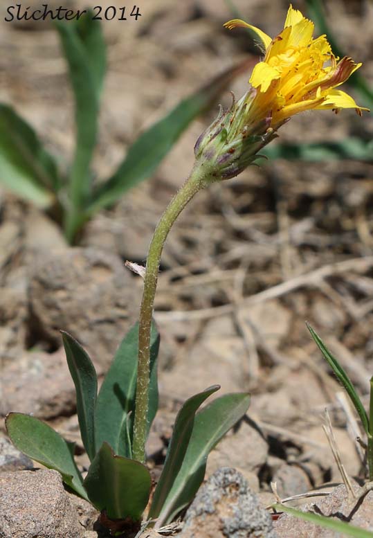 Mountain Agoseris, Pale Agoseris, Sierra Nevada Agoseris: Agoseris monticola (Synonyms: Agoseris glauca var. aspera, Agoseris glauca var. monticola, Agoseris glauca, Agoseris glauca var. dasycephala)
