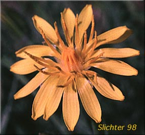Low Hawksbeard, Modoc Hawksbeard: Crepis modocensis (Synonyms: Crepis modocensis ssp. modocensis, Crepis modocensis ssp. rostrata, Crepis modocensis ssp. subacaulis)