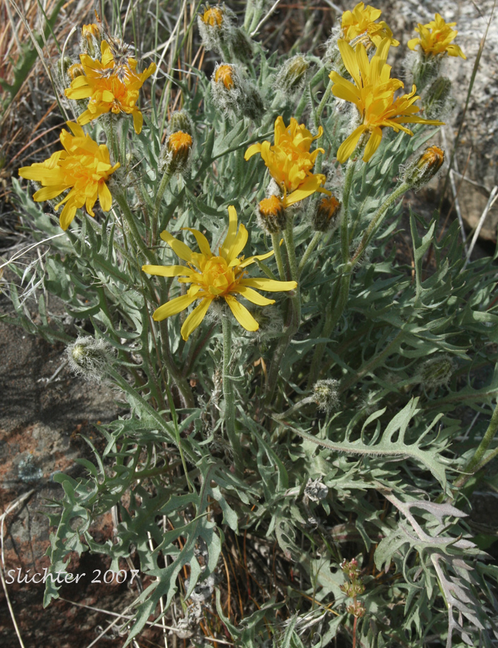 Modoc Hawksbeard: Crepis modocensis