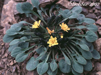 Dwarf Alpine Hawksbeard, Low Hawksbeard, Tiny Hawksbeard: Askellia pygmaea ssp. ramosa (Synonyms: Askellia nana ssp. ramosa, Crepis nana ssp. ramosa, Crepis nana var. ramosa)
