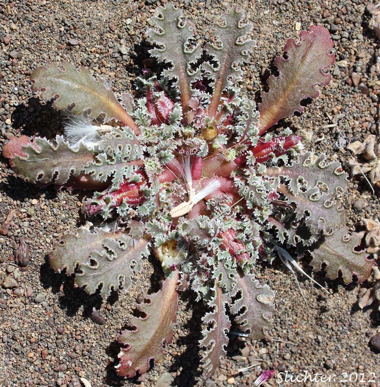 Carveseed, Carved Seed: Glyptopleura marginata (Synonym: Glyptopleura marginata var. marginata)