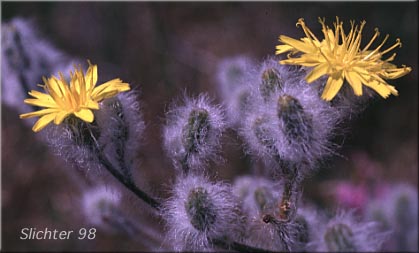 Flower heads of Scouler's Hawkweed, Woolly Weed, Scouler's Woollyweed, Hound Tongue Hawkweed: Hieracium scouleri (Synonyms: Hieracium albertinum, Hieracium chapacanum, Hieracium cusickii, Hieracium cynoglossoides, Hieracium scouleri var. albertinum, Hieracium scouleri var. griseum, Hieracium scouleri var. scouleri)