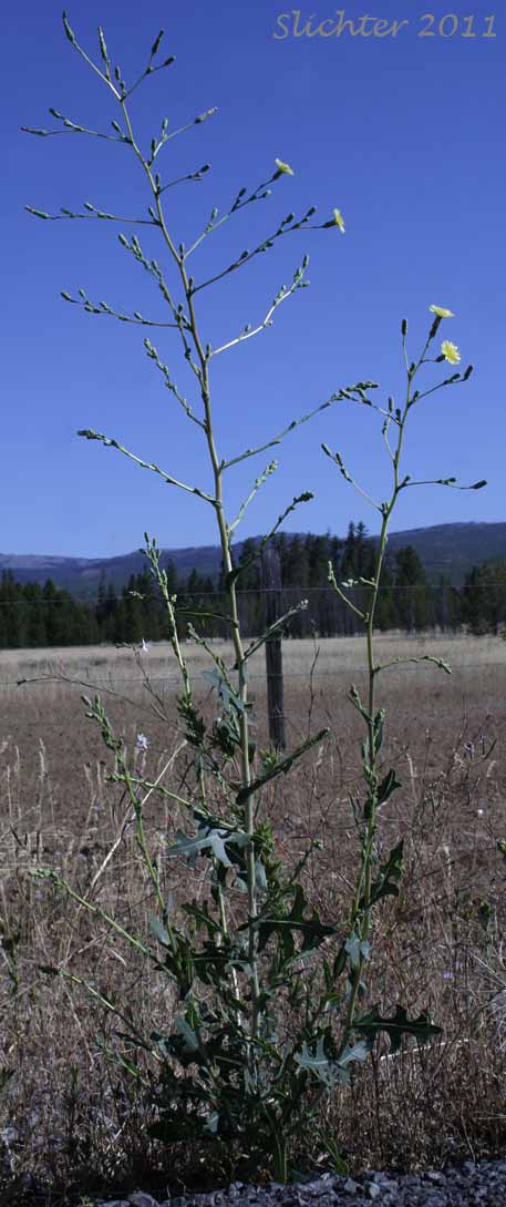Prickly Lettuce: Lactuca serriola (Synonyms: Lactuca scariola, Lactuca scariola var. integrata, Lactuca scariola var. scariola)