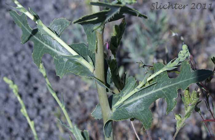 Prickly leaves of Prickly Lettuce: Lactuca serriola (Synonyms: Lactuca scariola, Lactuca scariola var. integrata, Lactuca scariola var. scariola)