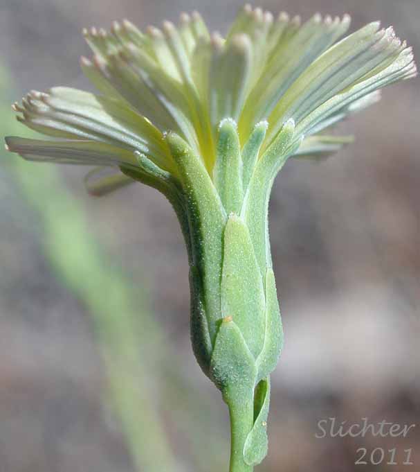 Involucral bracts of Prickly Lettuce: Lactuca serriola (Synonyms: Lactuca scariola, Lactuca scariola var. integrata, Lactuca scariola var. scariola)