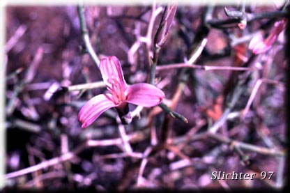 Spiny Skeletonweed: Pleiacanthus spinosus (Synonyms: Lygodesmia spinosa, Stephanomeria spinosa)