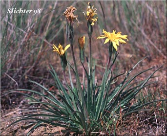 False Agoseris : Nothocalais troximoides (Synonyms: Microseris alpestris, Microseris troximoides, Scorzonella troximoides)