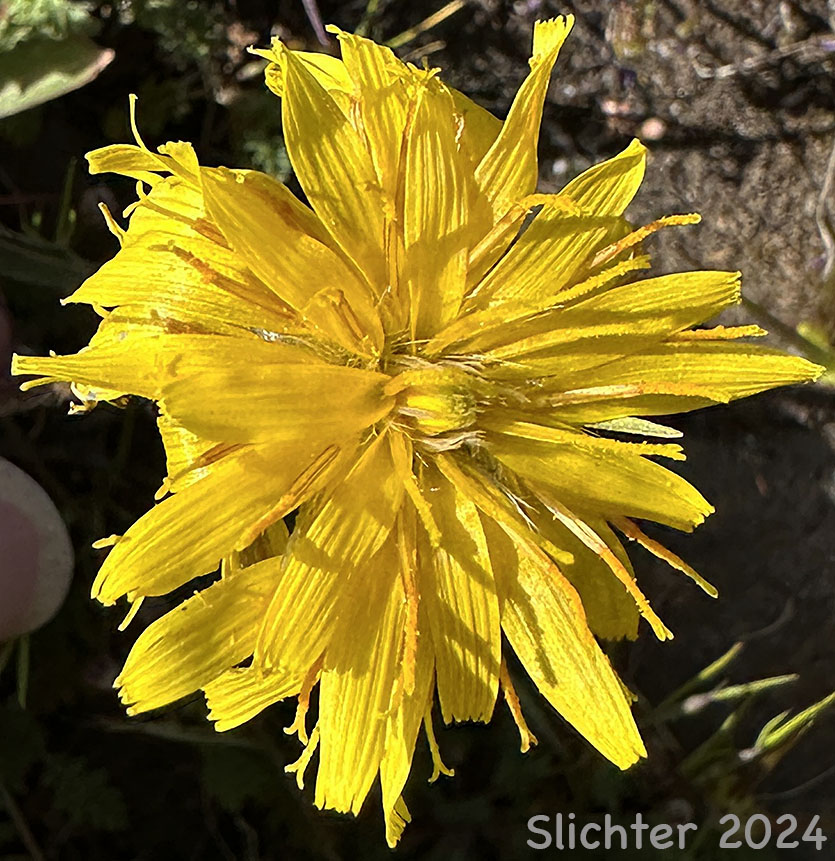 Flower head of False Agoseris, Weevil Microseris, Weevil Prairie-dandelion: Nothocalais troximoides (Synonyms: Microseris troximoides, Scorzonella troximoides)