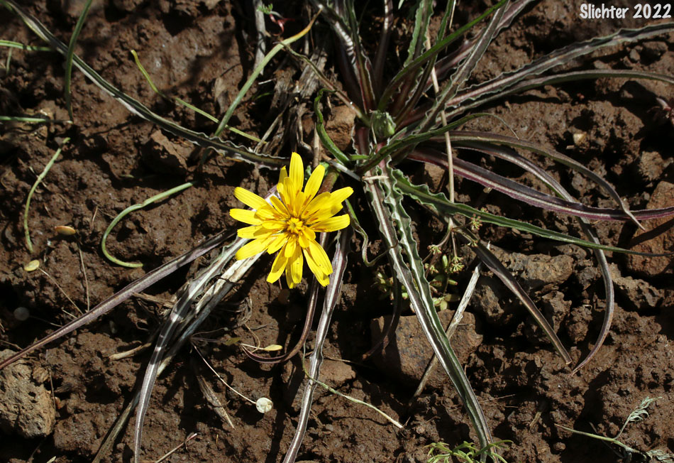 False Agoseris, Weevil Microseris, Weevil Prairie-dandelion: Nothocalais troximoides (Synonyms: Microseris troximoides, Scorzonella troximoides)