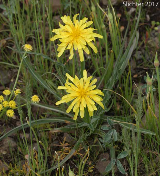 False Agoseris, Weevil Microseris, Weevil Prairie-dandelion: Nothocalais troximoides (Synonyms: Microseris troximoides, Scorzonella troximoides)