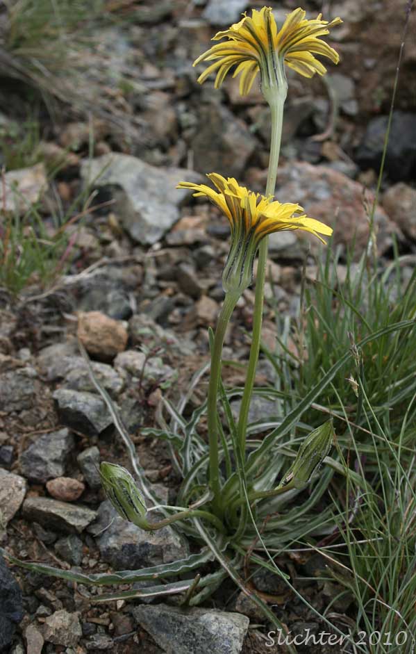 False Agoseris: Nothocalais troximoides