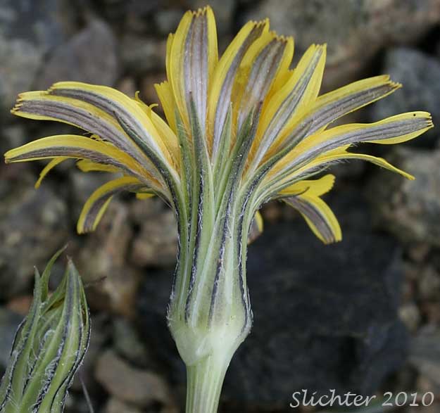 Involucral bracts of False Agoseris : Nothocalais troximoides (Synonyms: Microseris alpestris, Microseris troximoides, Scorzonella troximoides)