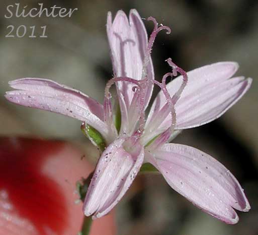 Close-up of a flower head of Lesser Wirelettuce, Narrowleaf Stephanomeria, Narrow-leaf Stephanomeria, Wire Lettuce: Stephanomeria tenuifolia (Synonym: Stephanomeria minor var. minor, Stephanomeria tenuifolia var. myrioclada, Stephanomeria tenuifolia var. tenuifolia)