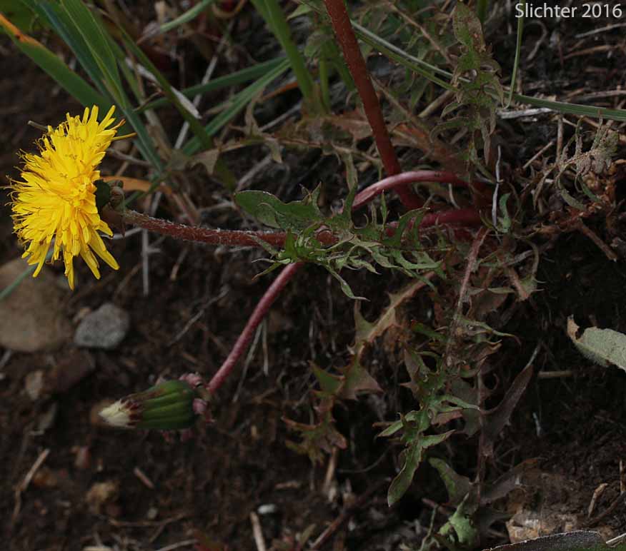 Red-seeded Dandelion, Rock Dandelion: Taraxacumerythrospermum (Synonyms: Taraxacum laevigatum, Taraxacum laevigatum var. erythrospermum, Taraxacum officinale var. erythrospermum, Taraxacum scanicum)
