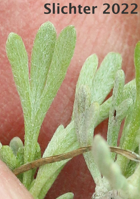 Leaf of Little Sagebrush, Low Sagebrush: Artemisia arbuscula ssp. arbuscula (Synonyms: Artemisia arbuscula var. arbuscula, Artemisia tridentata ssp. arbuscula, Seriphidium arbusculum)