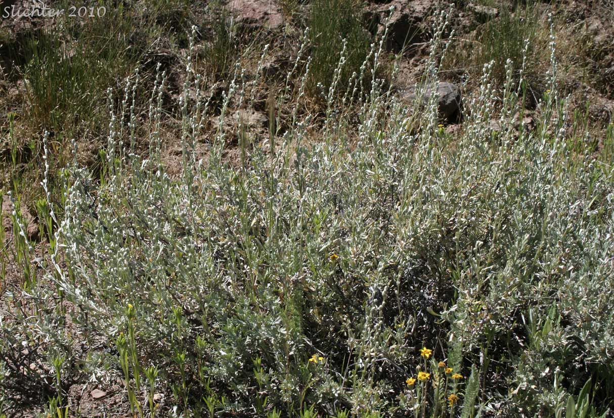 Little Sagebrush, Low Sagebrush: Artemisia arbuscula ssp. arbuscula (Synonyms: Artemisia arbuscula var. arbuscula, Artemisia tridentata ssp. arbuscula, Seriphidium arbusculum)