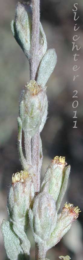 Flower heads of Little Sagebrush, Low Sagebrush: Artemisia arbuscula ssp. arbuscula (Synonyms: Artemisia arbuscula var. arbuscula, Artemisia tridentata ssp. arbuscula, Seriphidium arbusculum)