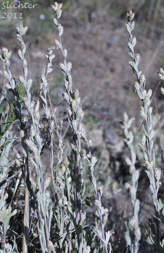 Little Sagebrush, Low Sagebrush: Artemisia arbuscula ssp. arbuscula (Synonyms: Artemisia arbuscula var. arbuscula, Artemisia tridentata ssp. arbuscula, Seriphidium arbusculum)