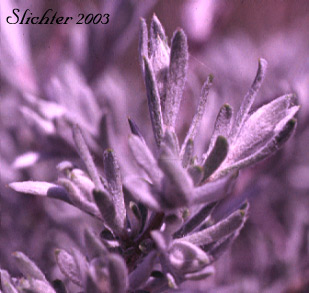 Hoary Sagebrush, Silver Sagebrush: Artemisia cana ssp. bolanderi (Synonyms: Artemisia bolanderi, Artemisia tridentata ssp. bolanderi, Artemisia tridentata var. bolanderi, Seriphidium canum ssp. bolanderi)