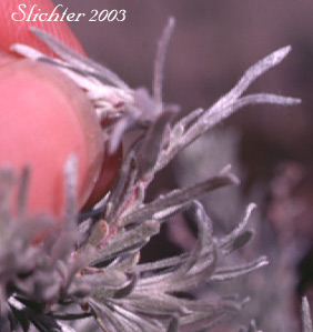 Scabland Sagebrush, Stiff Sagebrush: Artemisia rigida (Synonyms: Artemisia trifida var. rigida, Seriphidium rigidum)
