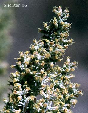 Big Sagebrush, Tall Sagebrush: Artemisia tridentata ssp. tridentata (Synonym: Artemisia tridentata var. tridentata)
