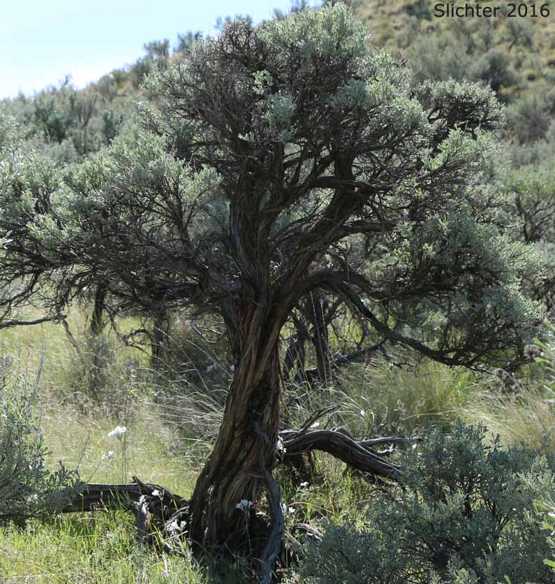Basin Big Sagebrush, Big Sagebrush: Artemisia tridentata ssp. tridentata (Synonyms: Artemisa angustata, Artemisia tridentata var. angustifolia, Artemisia tridentata var. tridentata, Seriphidium tridentatum)