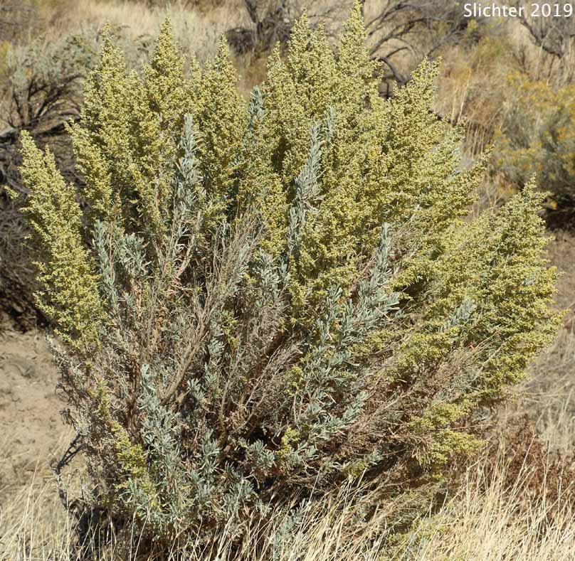 Basin Big Sagebrush, Big Sagebrush: Artemisia tridentata ssp. tridentata (Synonyms: Artemisa angustata, Artemisia tridentata var. angustifolia, Artemisia tridentata var. tridentata, Seriphidium tridentatum)