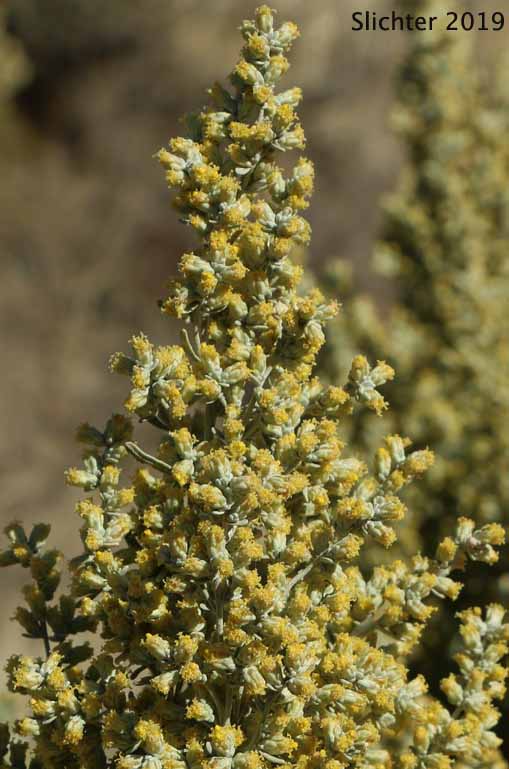 Basin Big Sagebrush, Big Sagebrush: Artemisia tridentata ssp. tridentata (Synonyms: Artemisa angustata, Artemisia tridentata var. angustifolia, Artemisia tridentata var. tridentata, Seriphidium tridentatum)