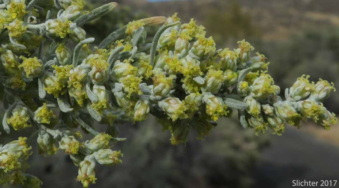 Basin Big Sagebrush, Big Sagebrush: Artemisia tridentata ssp. tridentata (Synonyms: Artemisa angustata, Artemisia tridentata var. angustifolia, Artemisia tridentata var. tridentata, Seriphidium tridentatum)